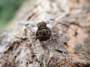 A close up colour photograph of the front-end of a brown moth resting on a log, focused on its eyes and feelers